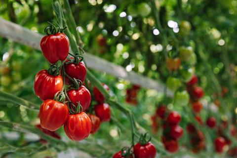 Tomatoes on vine British Tomatoes